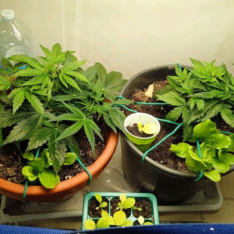 Auto pineapple glue  growlog timeline photo