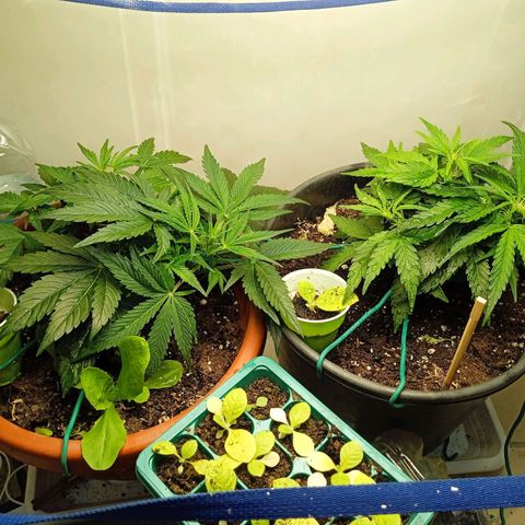 Auto pineapple glue  growlog timeline photo