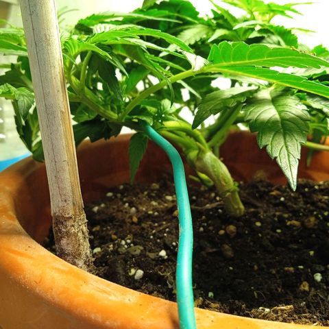 Auto pineapple glue  growlog timeline photo