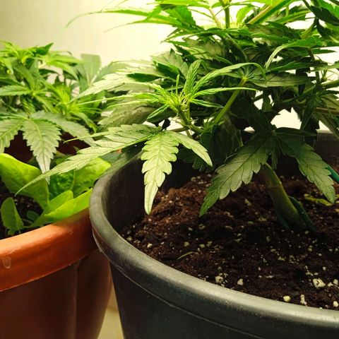 Auto pineapple glue  growlog timeline photo