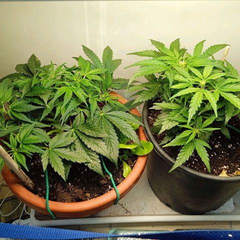 Auto pineapple glue  growlog timeline photo