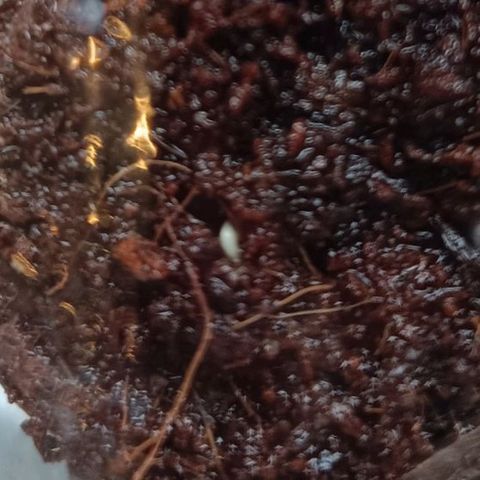 Foto do growlog de Tropimango: Eine von drei Pflanzen keimt