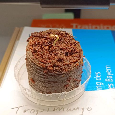 Foto do cronograma do growlog de Tropimango