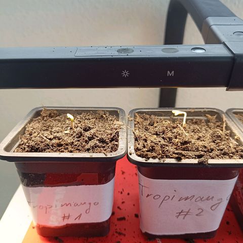 Foto do cronograma do growlog de Tropimango