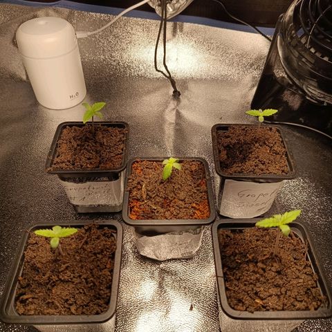 Foto do cronograma do growlog de Tropimango