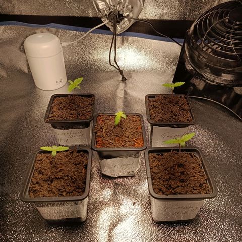 Foto do cronograma do growlog de Tropimango