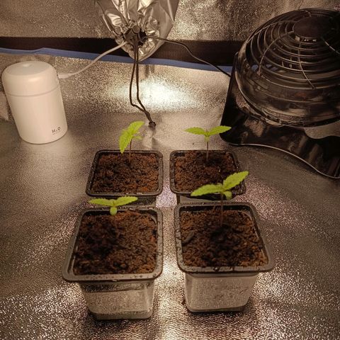 Foto do cronograma do growlog de Tropimango