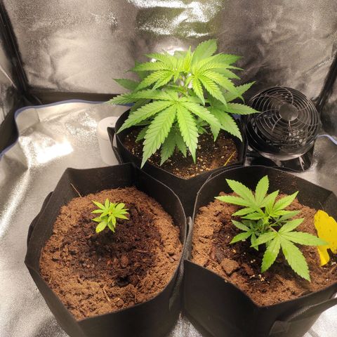 Foto do cronograma do growlog de Tropimango