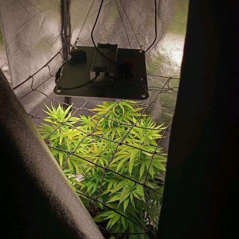 Foto do cronograma do growlog de Tropimango