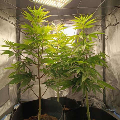 Foto do cronograma do growlog de Tropimango