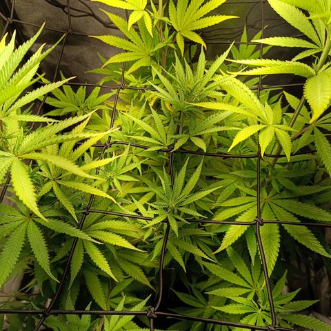 Foto do cronograma do growlog de Tropimango
