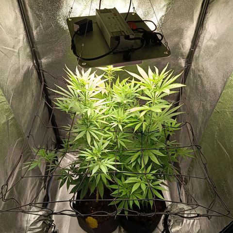 Foto do cronograma do growlog de Tropimango