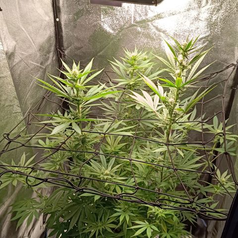 Foto do cronograma do growlog de Tropimango
