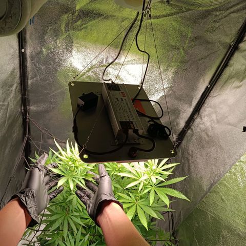 Foto do cronograma do growlog de Tropimango