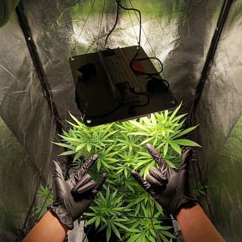 Foto do cronograma do growlog de Tropimango