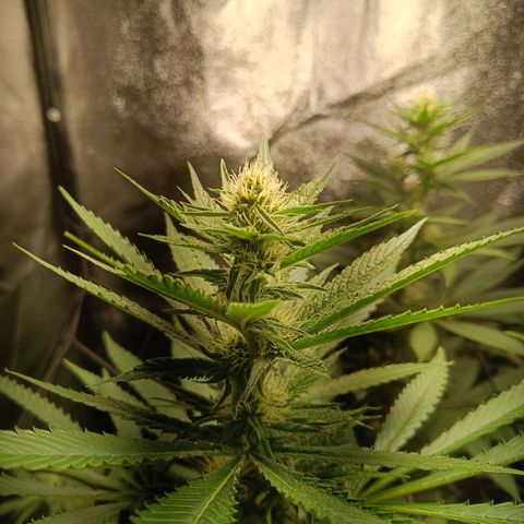 Foto do cronograma do growlog de Tropimango