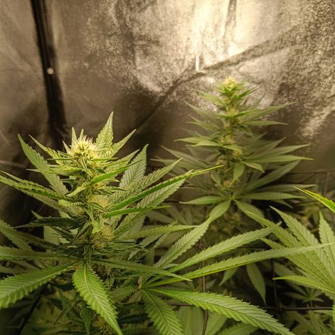 Foto do cronograma do growlog de Tropimango