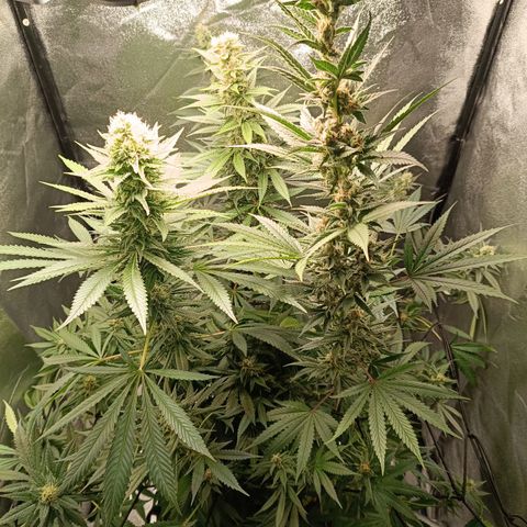 Foto do cronograma do growlog de Tropimango