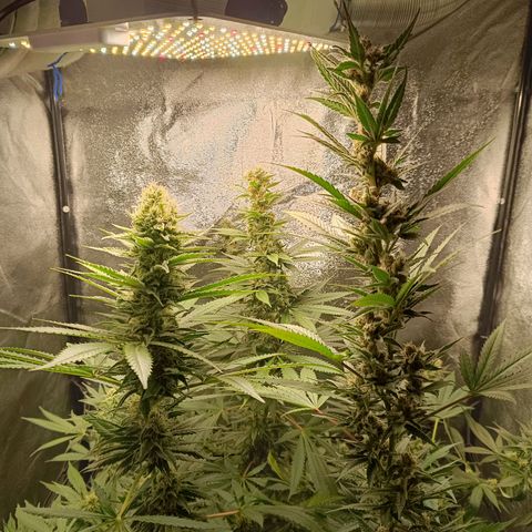 Foto do cronograma do growlog de Tropimango