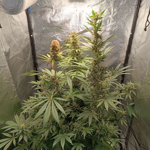 Foto do cronograma do growlog de Tropimango