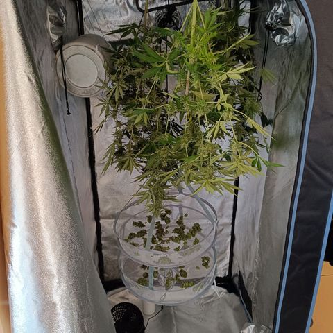 Foto do cronograma do growlog de Tropimango