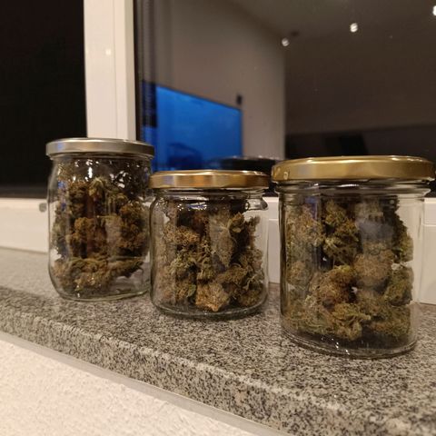 Foto do cronograma do growlog de Tropimango