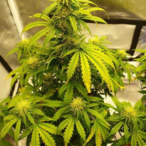 NL 1 growlog timeline photo