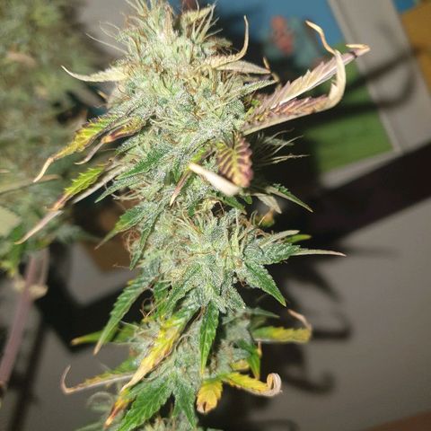 NL 1 growlog timeline photo