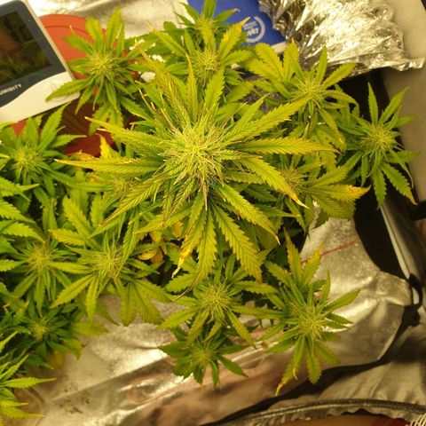 NL 1 growlog timeline photo