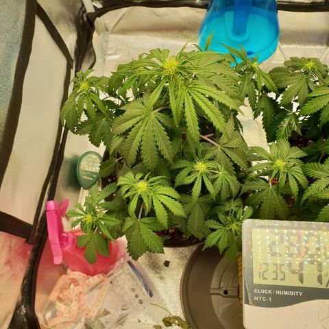 NL 1 growlog timeline photo