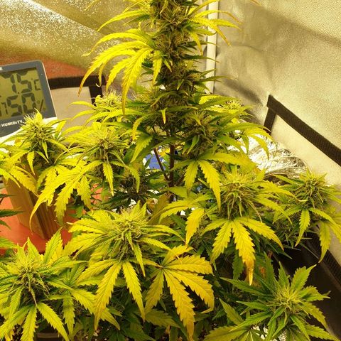 NL 1 growlog timeline photo