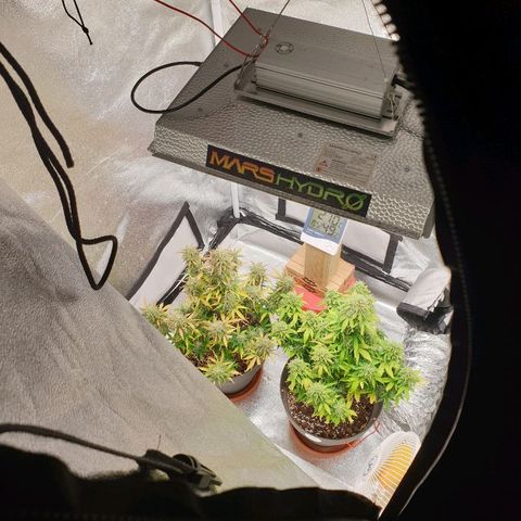 NL 1 growlog timeline photo