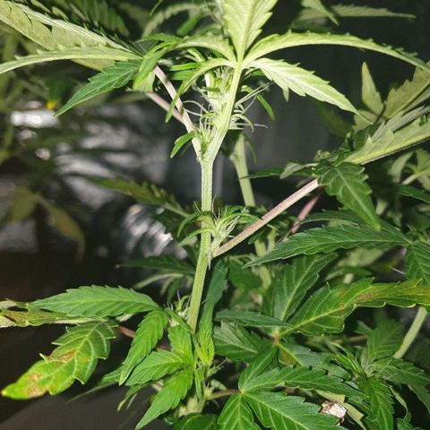 NL 1 growlog timeline photo