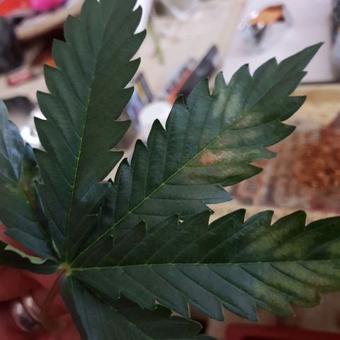 NL 1 growlog timeline photo