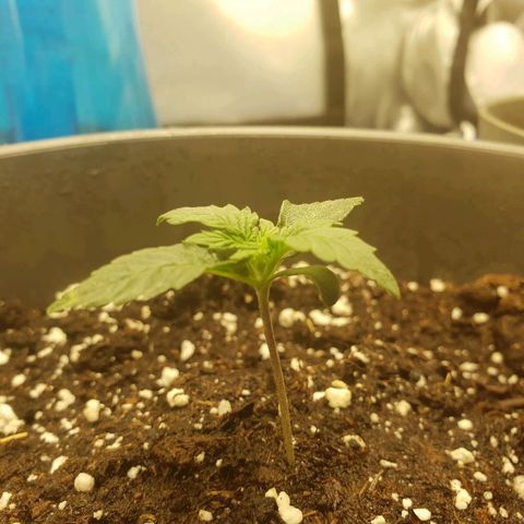NL 1 growlog timeline photo