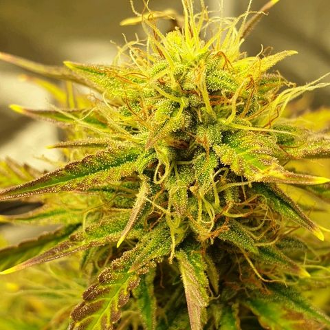 NL 1 growlog timeline photo