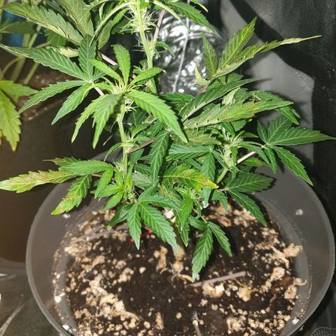 NL 1 growlog timeline photo