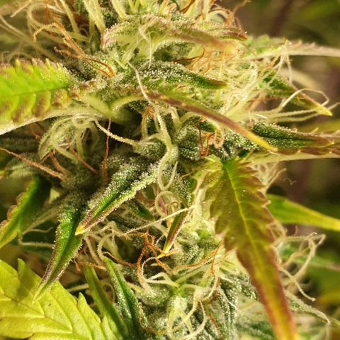 NL 1 growlog timeline photo