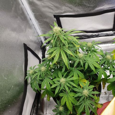 NL 1 growlog timeline photo