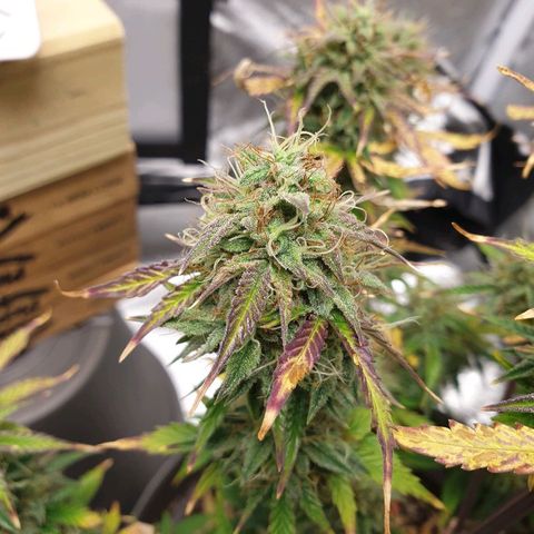 NL 1 growlog timeline photo