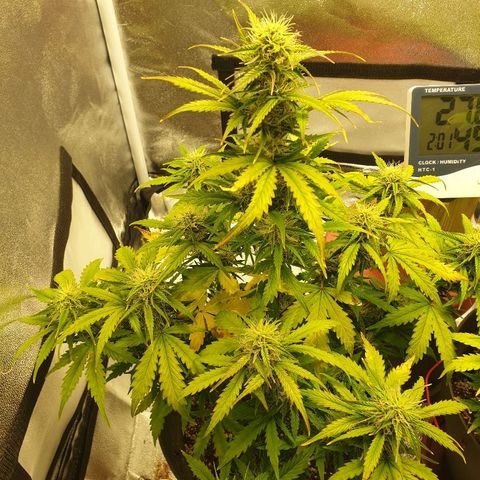 NL 1 growlog timeline photo
