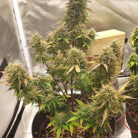 NL 1 growlog timeline photo