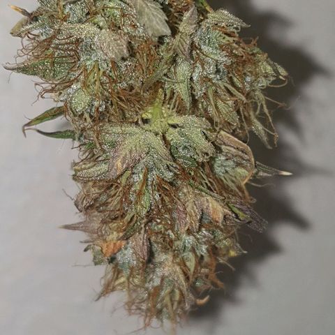 NL 1 growlog timeline photo