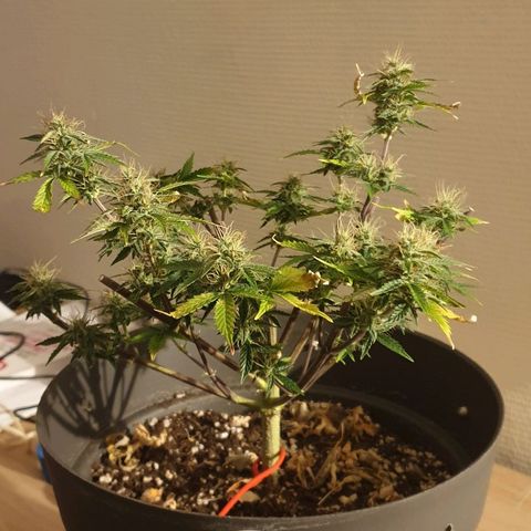 NL 1 growlog timeline photo