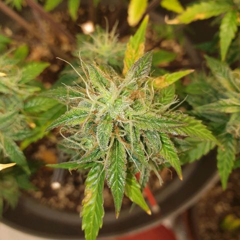 NL 1 growlog timeline photo