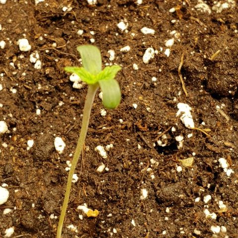 NL 1 growlog timeline photo
