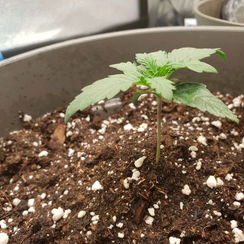 NL 1 growlog timeline photo