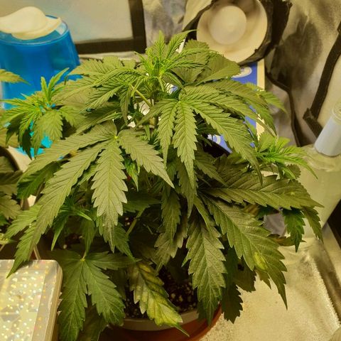 NL 1 growlog timeline photo