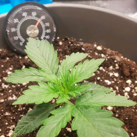 NL 1 growlog timeline photo