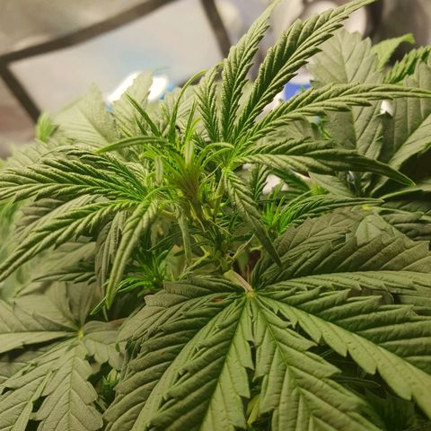 NL 1 growlog timeline photo